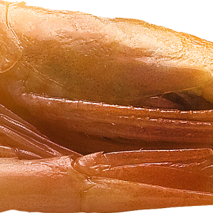 Shrimps PNG