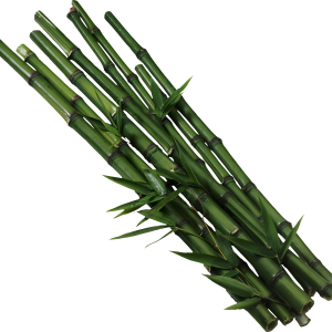 Bamboo PNG