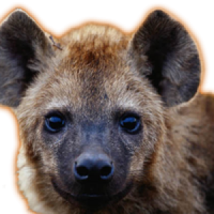 Hyena PNG