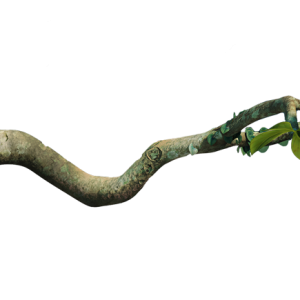 Jungle PNG