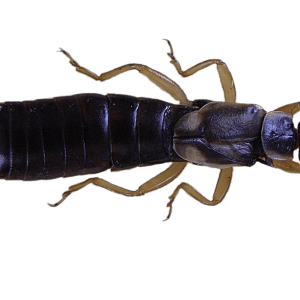 Earwig PNG
