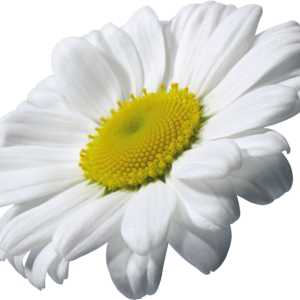 Camomile PNG image, free flower picture