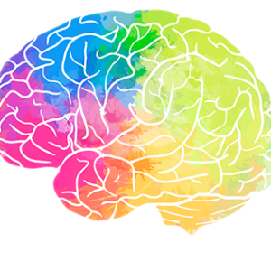 Brain PNG