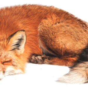 Fox PNG