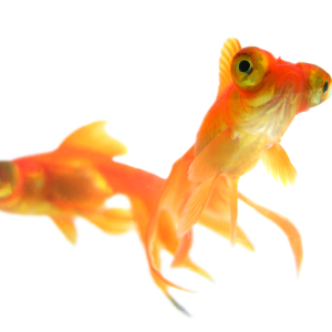 Goldfish PNG