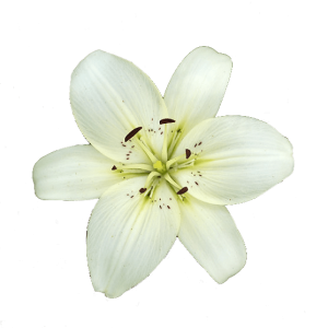 Lilium PNG