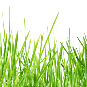 grass png image, green picture