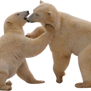 Polar white bear PNG