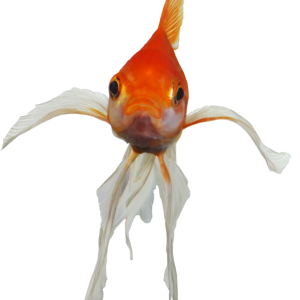 Goldfish PNG