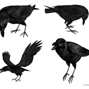 Raven PNG