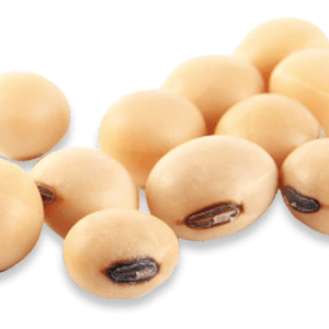 Soybean PNG