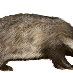 Badger PNG