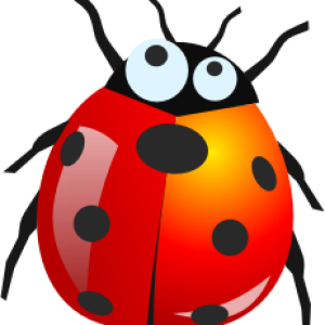 ladybug PNG image