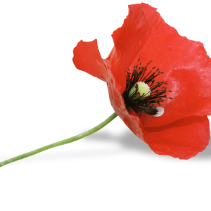 Poppy flower PNG