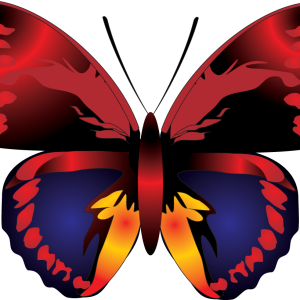 Butterfly PNG image