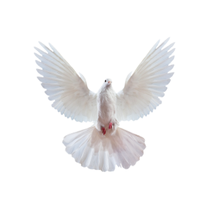 white dove pigeon PNG