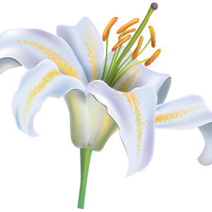 Lilium PNG