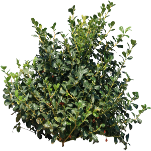Bush PNG image