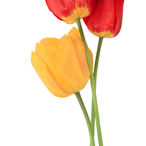Tulip PNG image