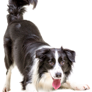 Dog PNG