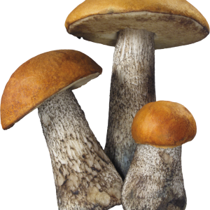 Mushroom PNG image