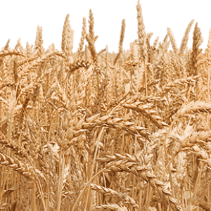 Wheat PNG