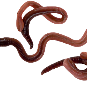 earthworm worm PNG
