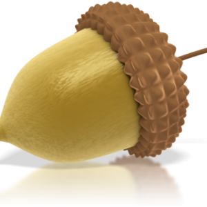 Acorn PNG image, free, acorns