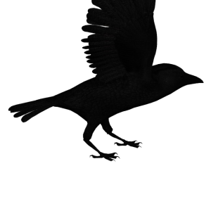 Raven PNG