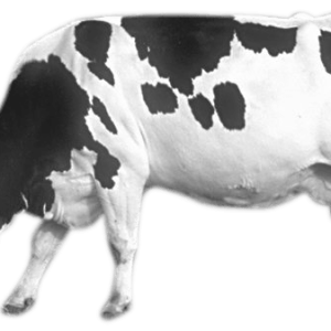 cow PNG