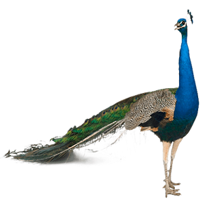 Peacock PNG