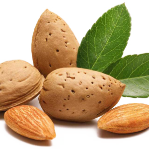 Almond PNG