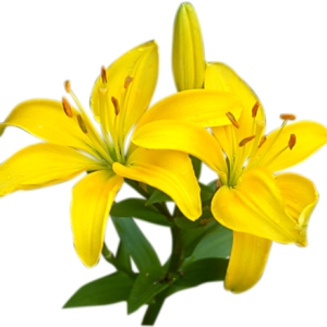 Lilium PNG