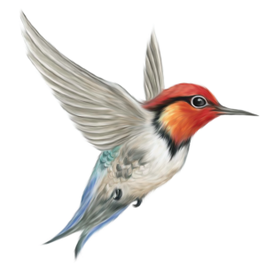 Woodpecker PNG