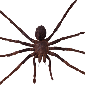 Spider PNG image