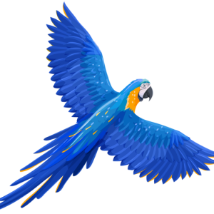 Parrot PNG image