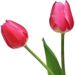Tulip PNG image