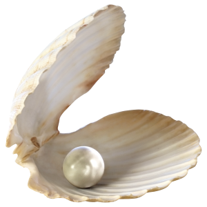 Seashell PNG