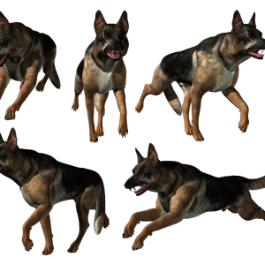 German Shepherd PNG
