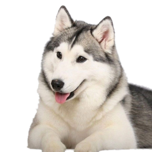 Husky PNG