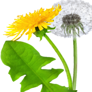 Dandelion PNG