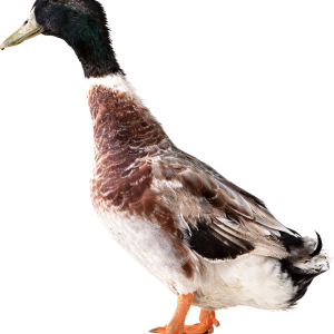 Duck PNG image