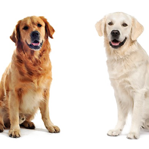 Labrador Retriever PNG