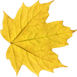 yellow autumn PNG leaf