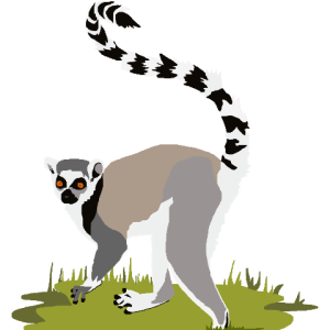 Lemur PNG