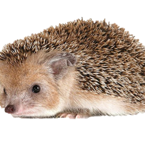 Hedgehog PNG