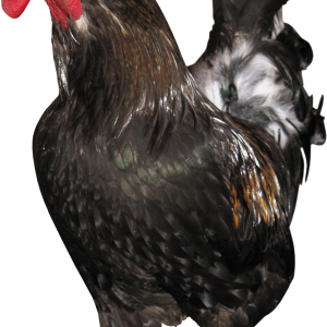 Cock PNG