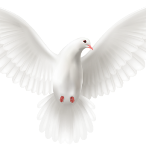 white dove pigeon PNG