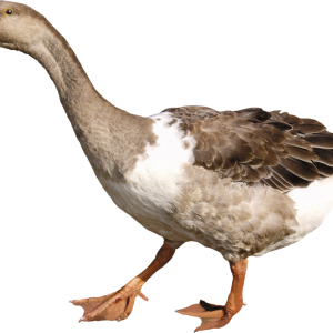 Duck PNG image