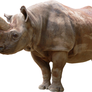 Rhino PNG